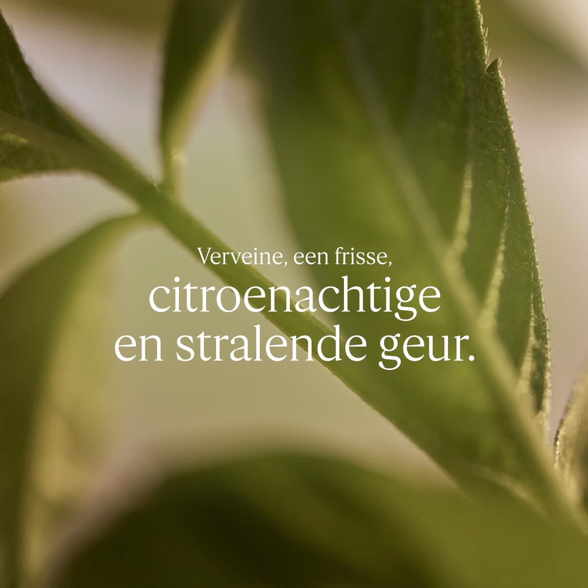 V2H63FFBCDDBCA7F6F4AB81858CAB5DD6E8R7662729P3